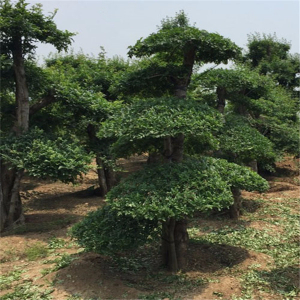 對節(jié)白蠟景點(diǎn)樹