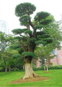 對節(jié)白蠟景點(diǎn)樹