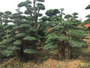 對節(jié)白蠟景點(diǎn)樹