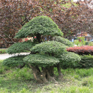 對節(jié)白蠟景點(diǎn)樹