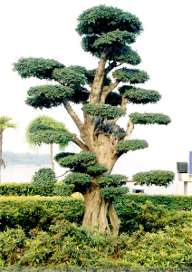 對節(jié)白蠟景點(diǎn)樹