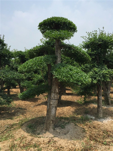 對節(jié)白蠟景點(diǎn)樹