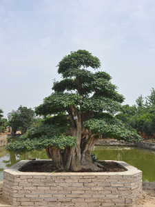 對(duì)節(jié)白蠟盆景